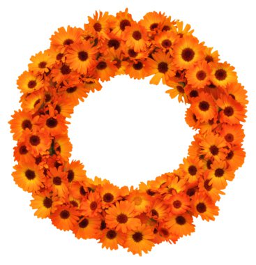 Calendula çiçek izole şekli daire.
