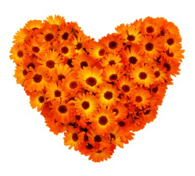 Calendula çiçek şekli izole kalp.