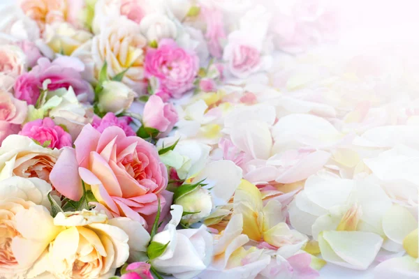 Rozen bloemen achtergrond. — Stockfoto