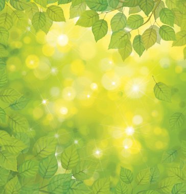 Güneş zemin üzerine yeşil yaprakları.