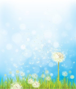 dandelions ile vektör doğa arka plan.
