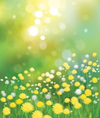vektör dandelions arka plan.