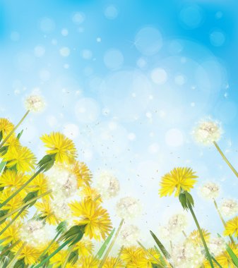 vektör dandelions gökyüzü arka plan üzerinde.