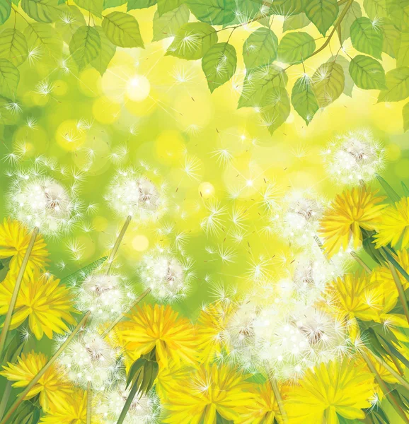 Spring background with yellow dandelions. — Stock Vector