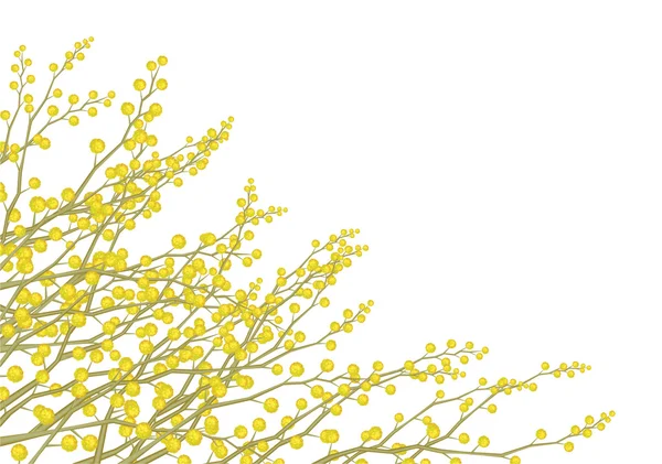 分離されたベクトルのミモザの花. — ストックベクタ