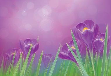 Bahar çiğdemler çiçekler mor zemin üzerinde vektör.