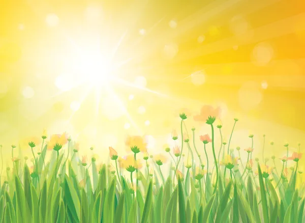 Vector zonneschijn achtergrond met gele bloemen. — Stockvector