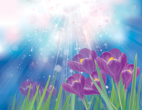 Wektor wiosna kwiaty krokusy na tle nieba. — Wektor stockowy