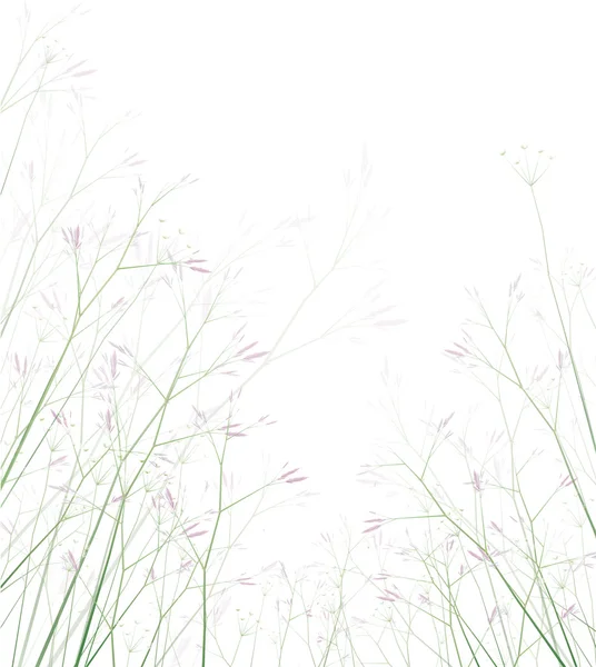 Fleurs sauvages vectorielles isolées . — Image vectorielle
