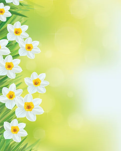 Vektorové květiny Narcis rám. — Stockový vektor