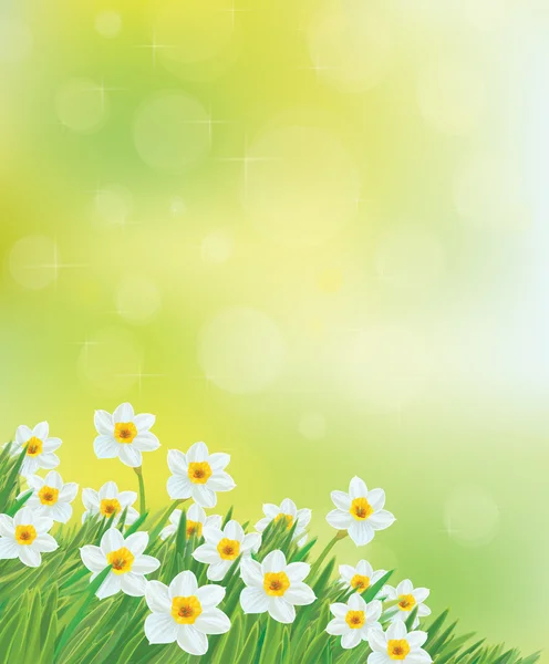 Vektorové Narcis květin pozadí. — Stockový vektor