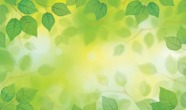 Vector green leaves on sunshine background. — Stock Vector