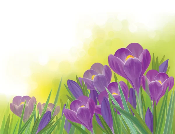 スプリング バック グラウンドの春クロッカスの花をベクトルします。. — ストックベクタ