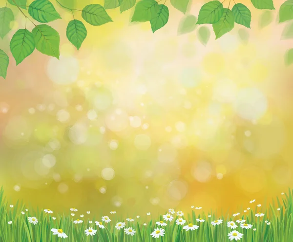 Vector sunshine background with romomile and dandelion . — стоковый вектор