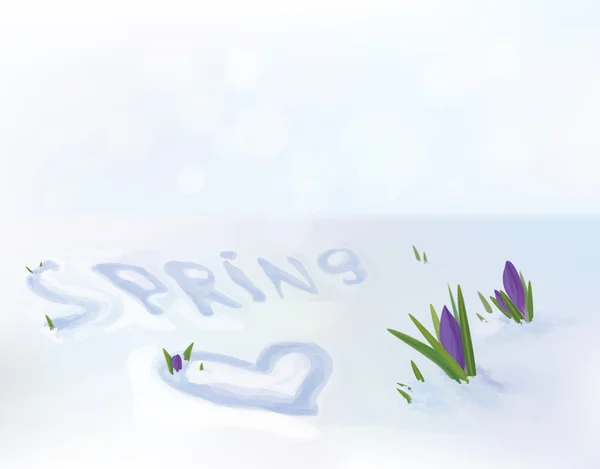 Crochi vettoriali fiori nella neve . — Vettoriale Stock