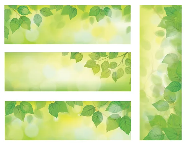 Bandeiras de natureza vetorial, ramo de bétula com folhas verdes em —  Vetores de Stock