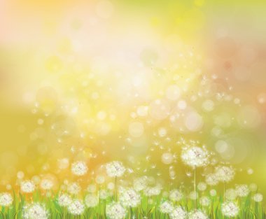vektör güneş arka plan beyaz dandelions ile.
