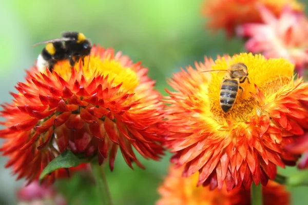 Пчёлы на цветах . — стоковое фото