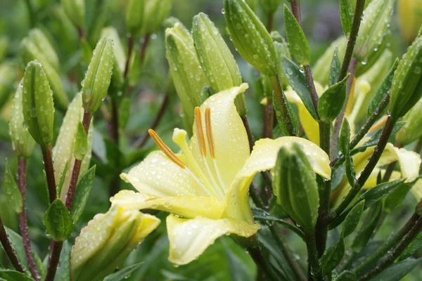 Lily flowers in garden after rain.