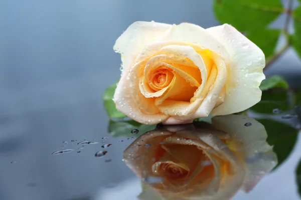 Rosa branca após a chuva . — Fotografia de Stock