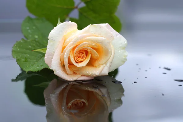 Weiße Rose nach Regen. — Stockfoto
