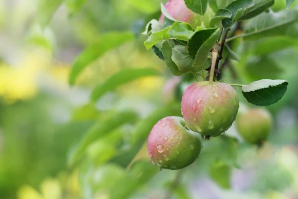 Apple fruits in garden after rain. — Stock Photo, Image