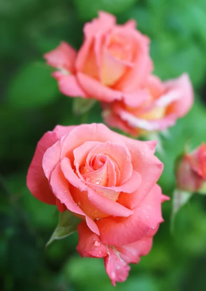 Beautiful roses in garden after rain. — Stock Photo, Image