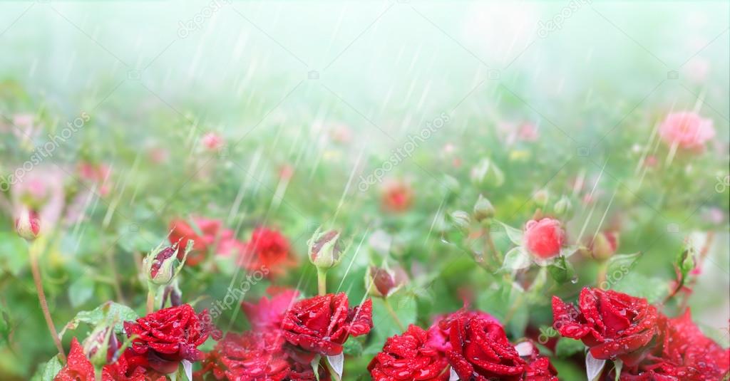 Roses in garden, it's raining.