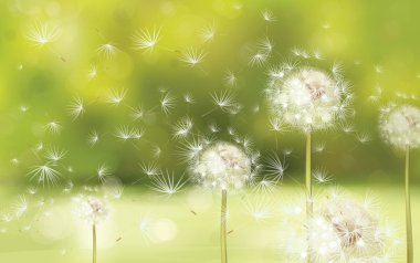 Bahar geçmiş dandelions ile.