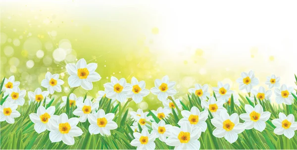 Vector Spring Daffodils Flowers Blossoming Narcissus Flowers Sunshine Bokeh Background — Stock Vector