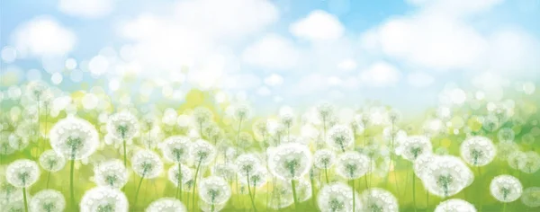 Vector Spring Bokeh Background White Dandelions Nature Floral Bokeh Landscape — Stock Vector