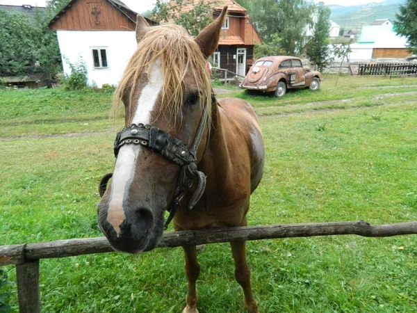 Il cavallo marrone con vecchia macchina in backgraund — Foto Stock