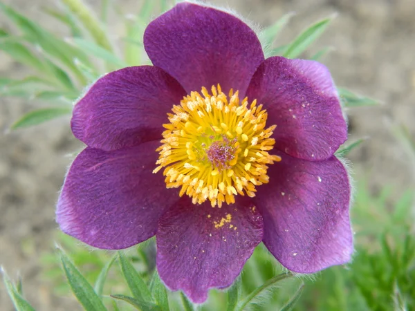 Östra pasqueflower, prairie rök, prairie krokus, cutleaf anemone Stockbild