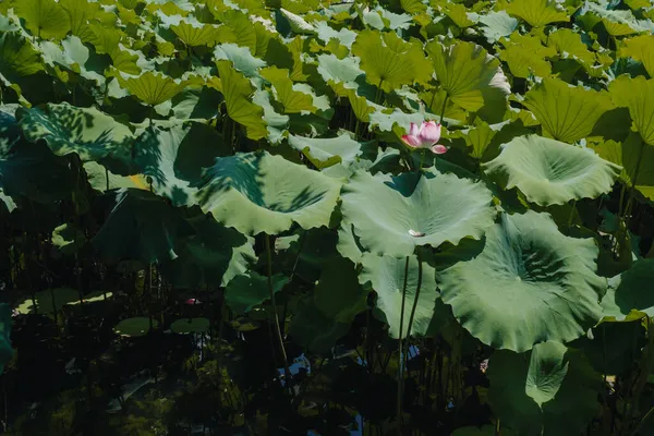 蓮の花と葉は拙政園 拙政園 で池に蘇州 — ストック写真
