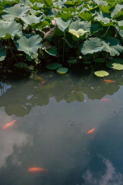 蘇州の獅子林園 でハスの葉を持つ池の魚 — ストック写真