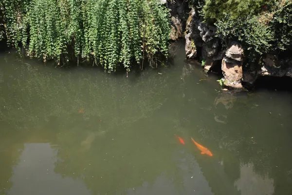蘇州の獅子林園 の池魚 — ストック写真