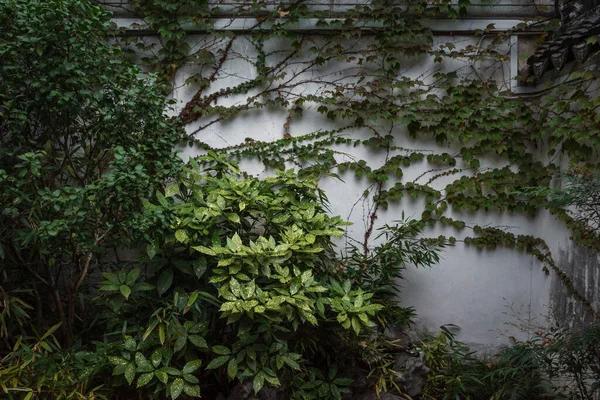 Rostliny Přes Bílou Zeď Ouyuan Pár Ústup Zahrada Suzhou Čína — Stock fotografie