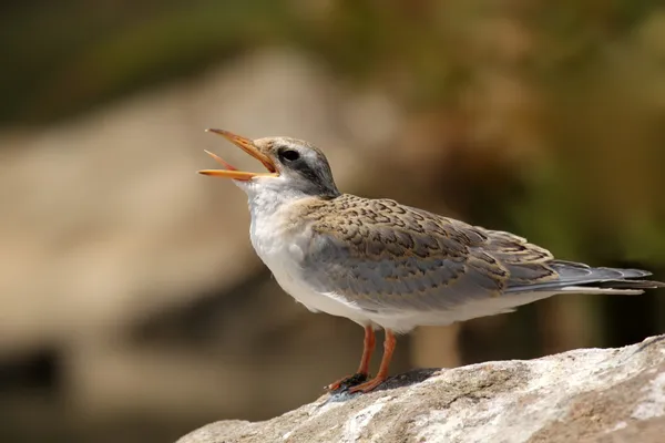 Rzeka Rybitwa ptak Chick — Zdjęcie stockowe