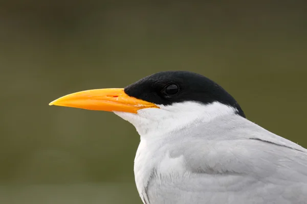 Closeup Rybák říční — Stock fotografie