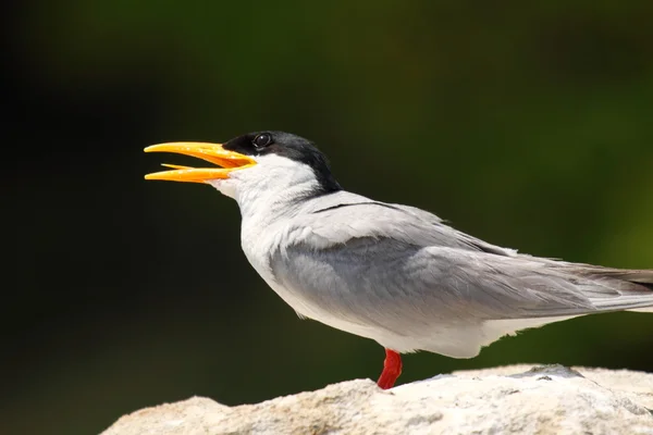 川の tern の鳥 — ストック写真