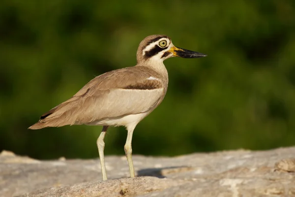 Sten strandpipare fågel — Stockfoto