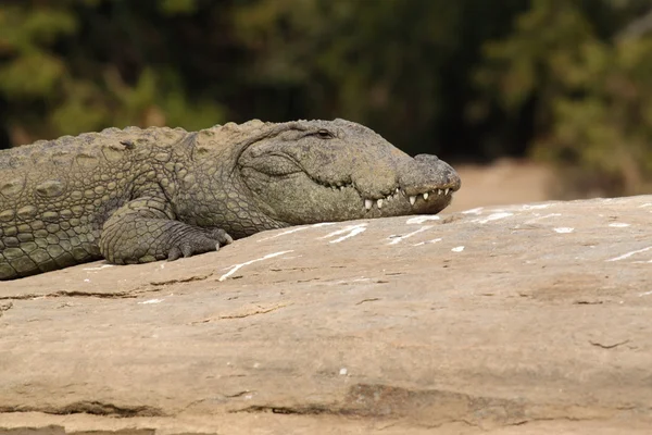 Marsh krokodil närbild — Stockfoto