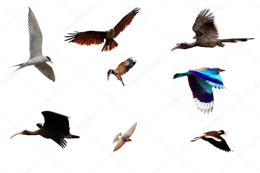 Different Species of Birds Flying