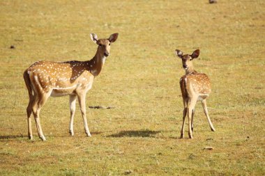 Anne ve bebek benekli geyik