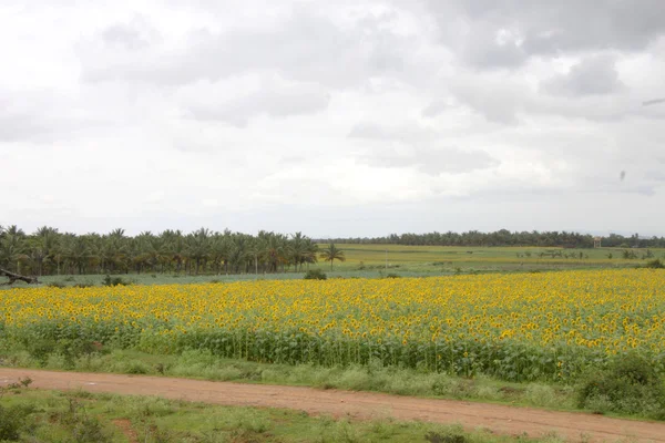 Campo de girasol —  Fotos de Stock