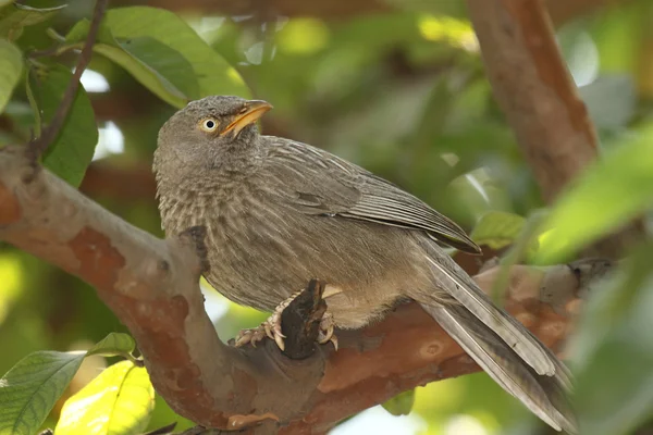 Jungle babbler — Stock Photo, Image