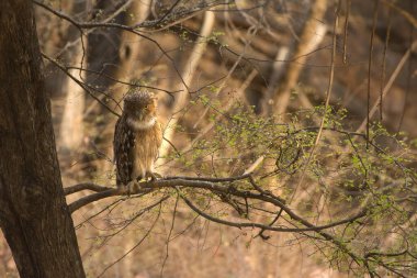 Kahverengi Balık Baykuşu ağaç tepesinde dinleniyor ve Ranthambore Milli Parkı 'na bakıyor.