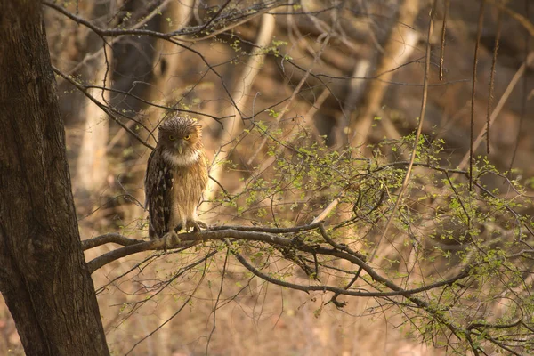 Braune Fischeule Ruht Sich Auf Barsch Aus Und Starrt Ranthambore — Stockfoto