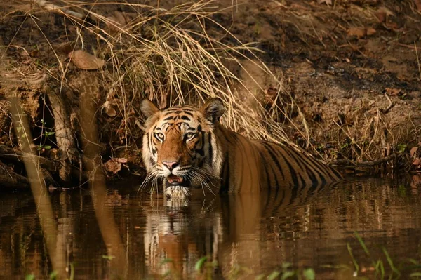 Bold Two Year Old Male Cub Resting Waterhole Bandhavgarh National — Stockfoto