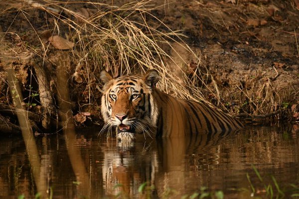 A bold Two Year old male cub resting on waterhole of Bandhavgarh National Park